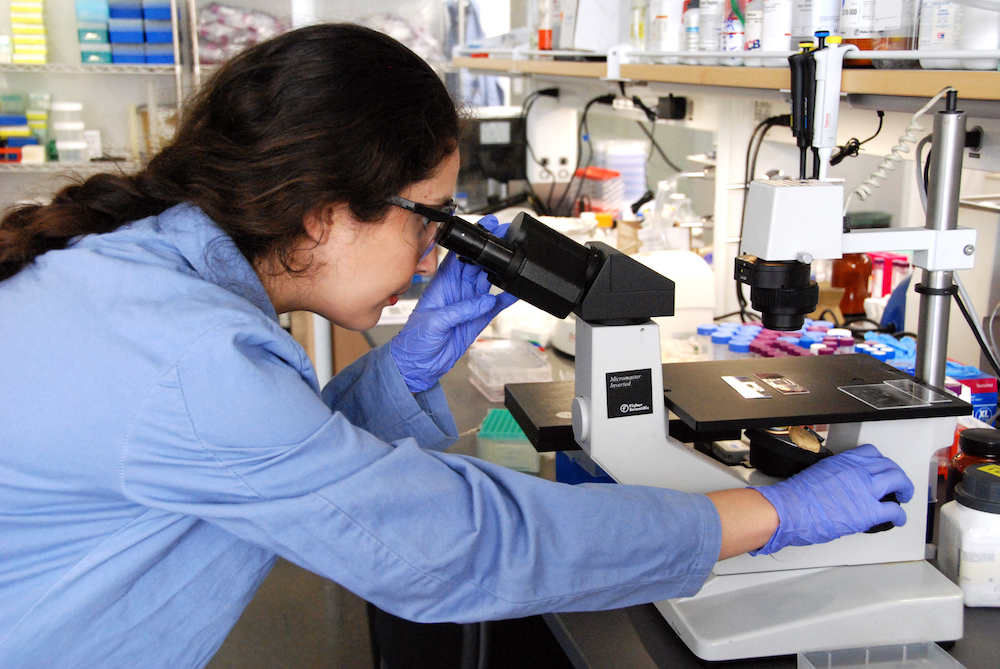 A female researcher in a lab with lab coat and goggles looking through a microscope