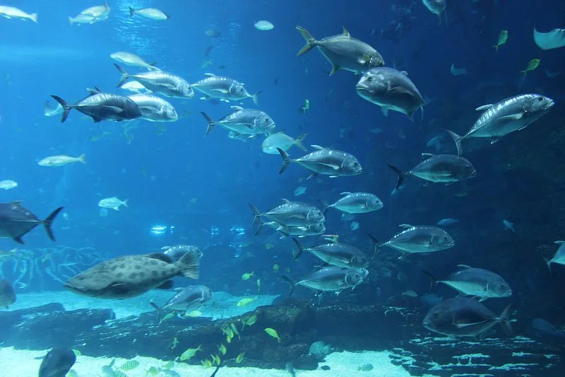 A school of fish swimming in the ocean