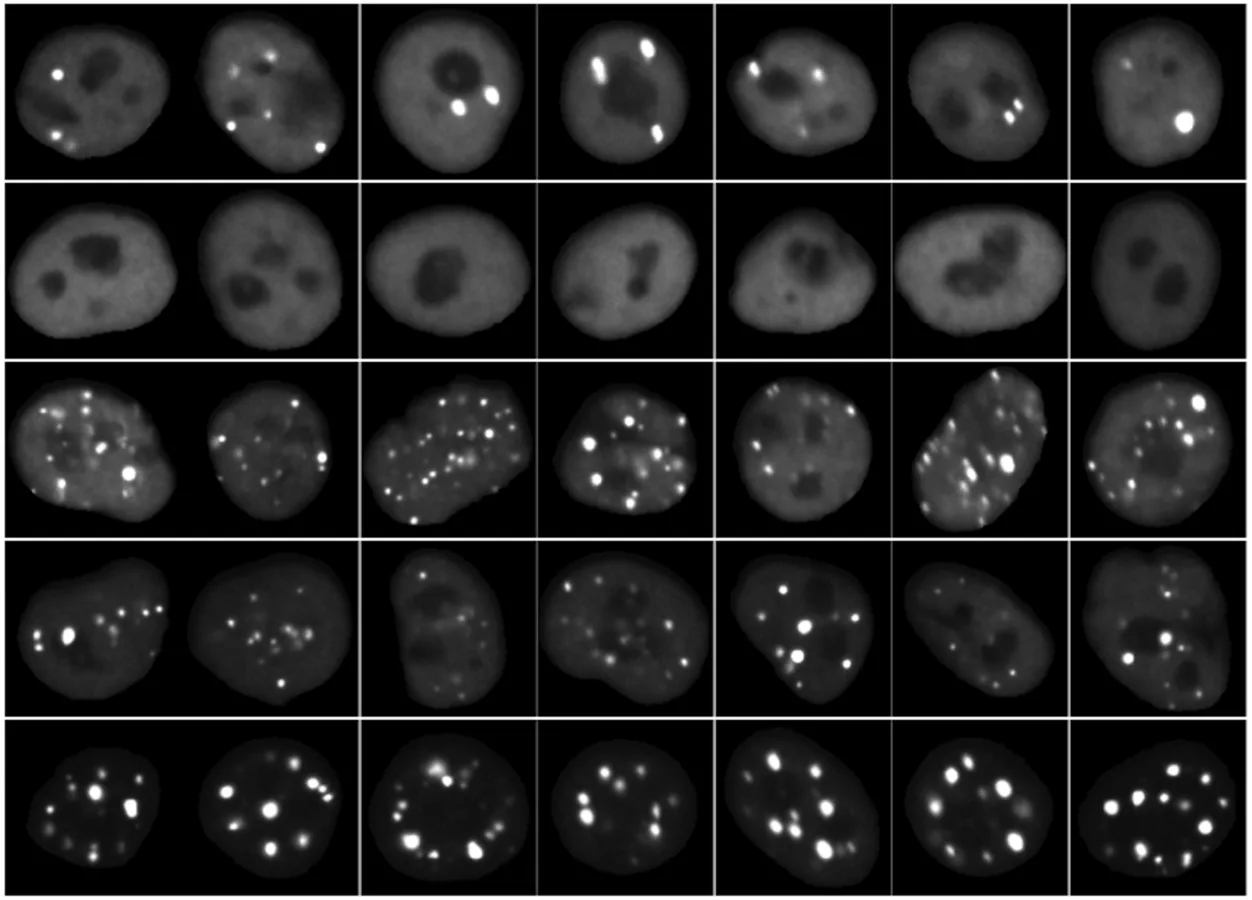 Images of cells expressing different fluorescently tagged protein sequences. Each image is a different cell and each row is contains different cells expressing the same protein sequence
