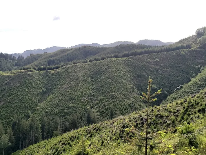 A steep hillside covered in green shrubbery
