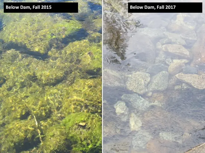 A before and after image of a riverbed. The first showing a large algae buildup and the second showing a much cleaner river 